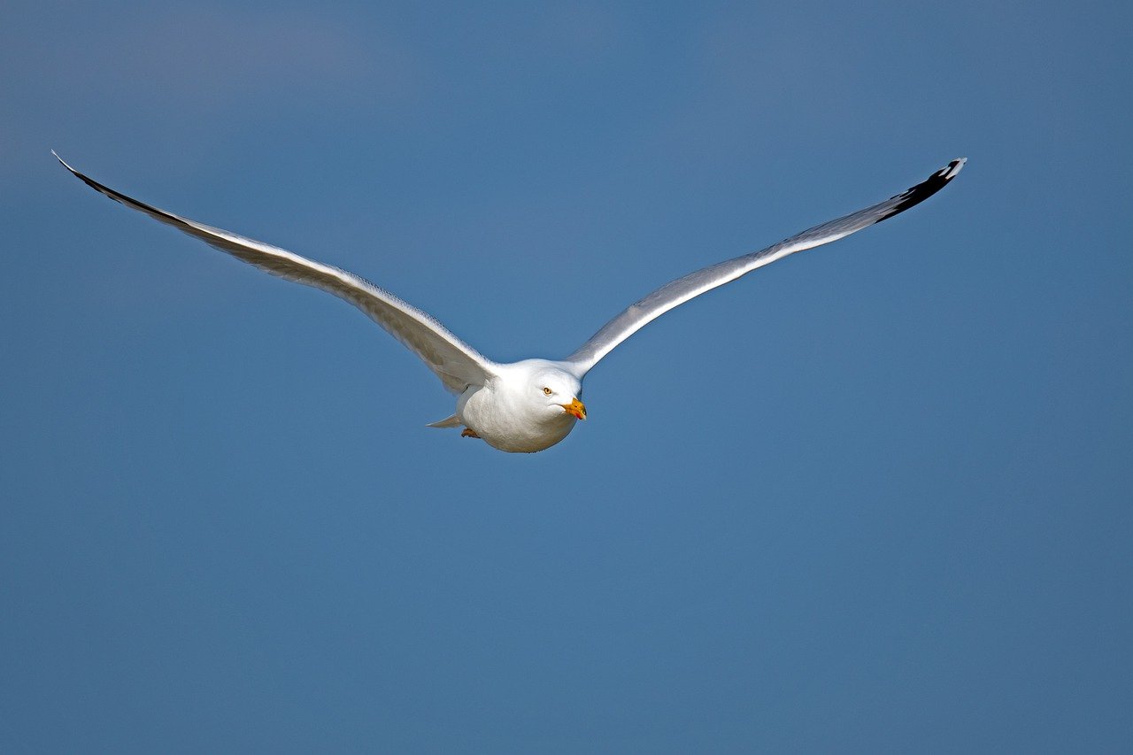 herring gull, bird, sky-7614480.jpg